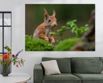 Portret van een rode eekhoorn van Richard Guijt Photography