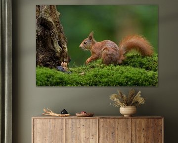 Eurasian red squirrel in forest