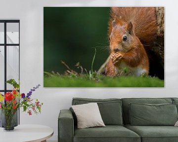 Rode eekhoorn portret van Richard Guijt Photography
