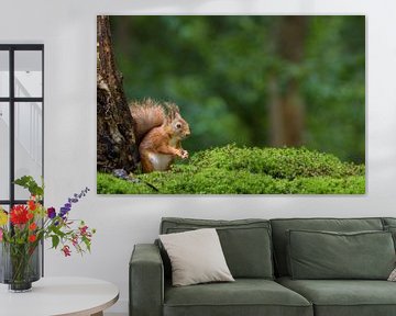Eurasian red squirrel in a forest
