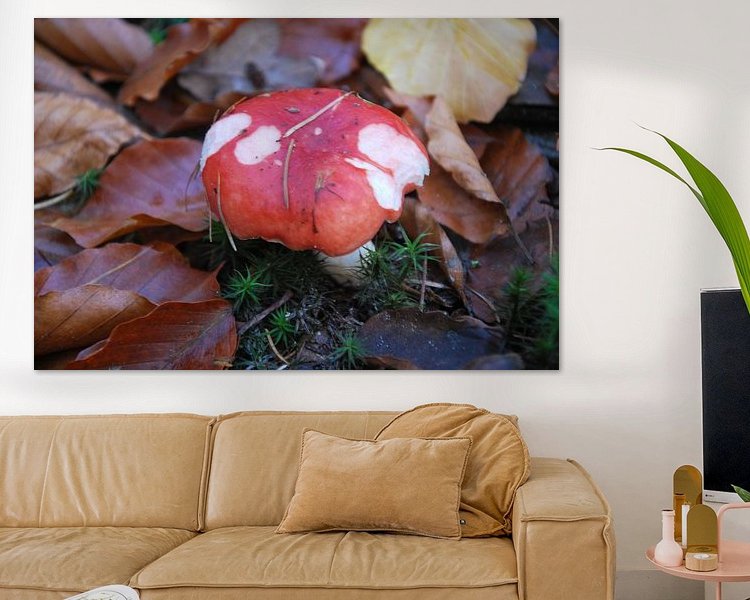 Aperçu de la chambre