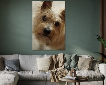 Norwich terrier by Sandra Loermans-Borgman