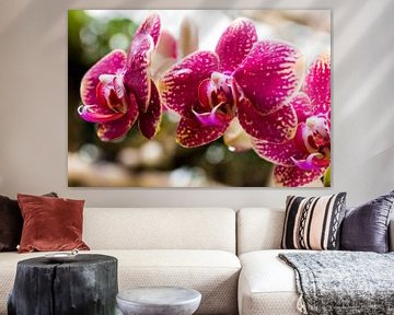orchids by Martijn van Steenbergen