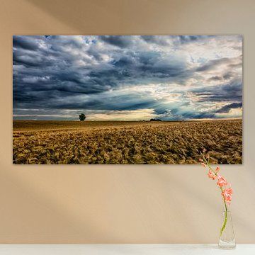 Bedrohlicher Himmel über dem Maisfeld