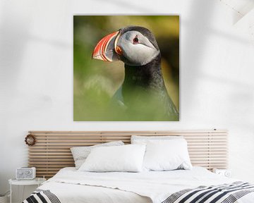 Puffin portrait sur Menno Schaefer