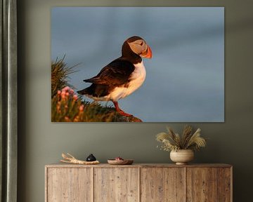 Puffin sur Menno Schaefer