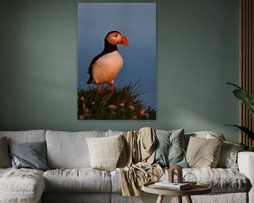 Macareux moine dans la lumière du soir sur Menno Schaefer