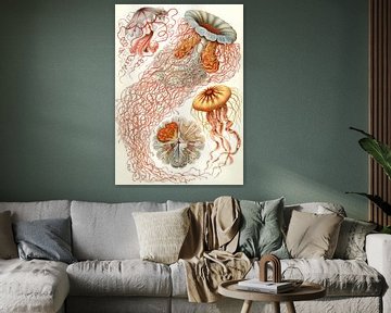  Haeckel, méduse, jellyfish. Discomedusae, Schweibenquallen