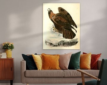 Adelaar, Golden Eagle., Audubon, John James, 1785-1851