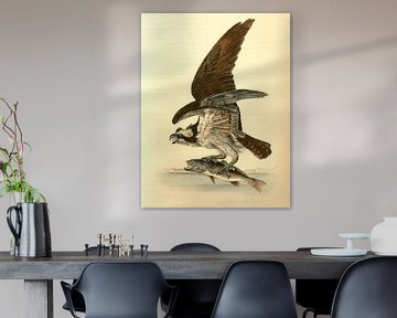 Havik, Common Osprey, Fish Hawk., Audubon, John James, 1785-1851