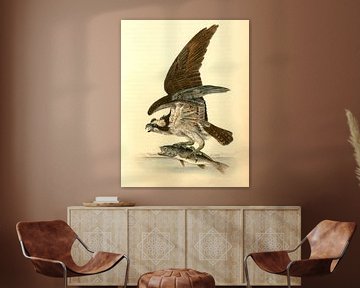 Goshawk, Common Osprey, Fish Hawk, Audubon, John James, 1785-1851