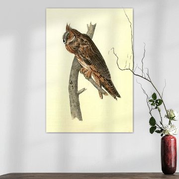 Waldohreule, John James Audubon