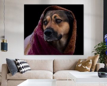 Hond met sjaal voor zwarte achtergrond van Studio Nooks