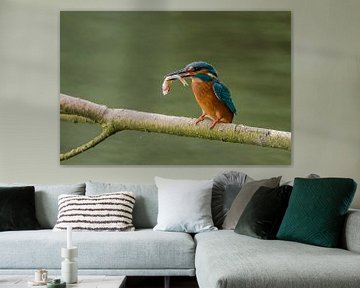 IJsvogel met vangst by Wim Kanis