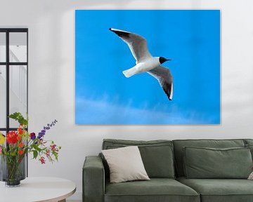 Seagull in the sky. by Hennnie Keeris