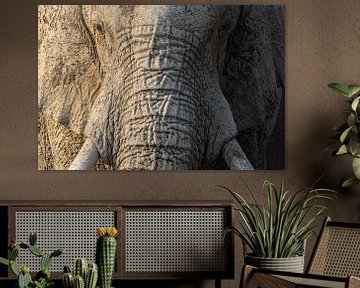 Horizontaal portret van olifant