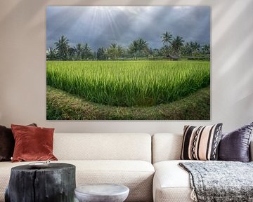 Reisfeld in Lombok mit Sonne 