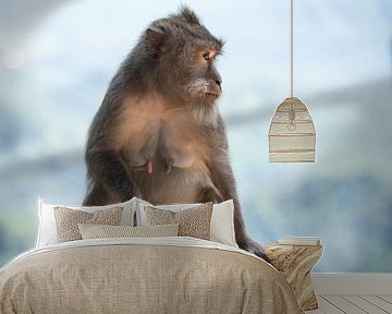 Macaque aapje van Marcel van Balken