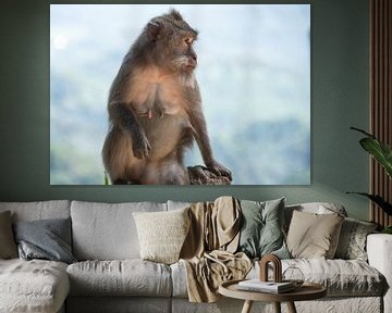Femme singe macaque à Lombok sur Marcel van Balken
