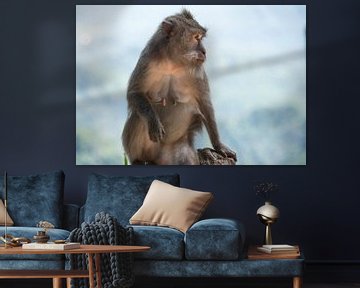 Macaque aapje van Marcel van Balken
