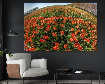 field of tulips by mike van schoonderwalt