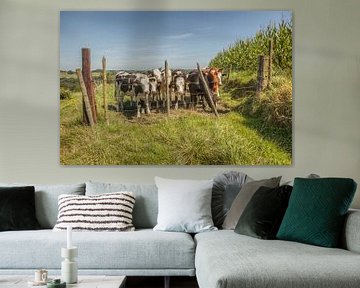 Nieuwsgierige koeien in Zuid-Limburg van John Kreukniet