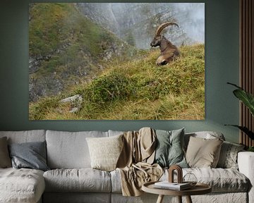 im Lebensraum... Alpensteinbock *Capra ibex* von wunderbare Erde