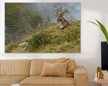 im Lebensraum... Alpensteinbock *Capra ibex* von wunderbare Erde