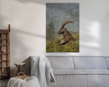 Alpine Ibex van wunderbare Erde