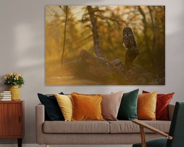 Great Grey Owl sur wunderbare Erde