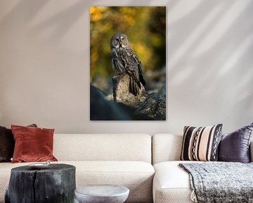 Great Grey Owl *Strix Nebulosa* van wunderbare Erde