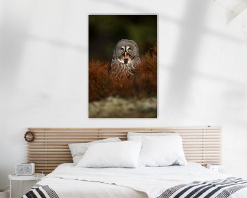 Great Grey Owl *Strix nebulosa* sur wunderbare Erde