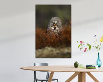 Great Grey Owl *Strix nebulosa* van wunderbare Erde