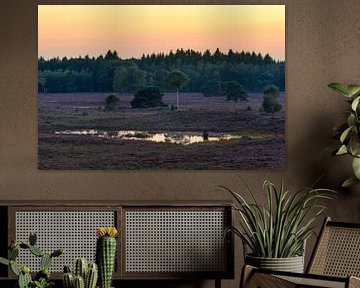 Blühende Heidekrautanlagen in einem Naturreservat während des Sonnenuntergangs von Sjoerd van der Wal Fotografie
