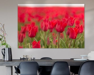 Rode tulpen als achtergrond foto van Tonko Oosterink