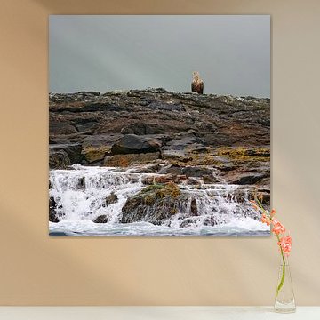 White-tailed Eagle Waiting forDinner ;-)