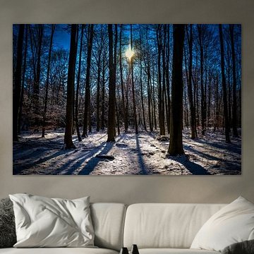Winter forest