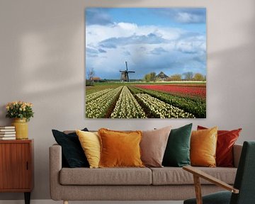 Windmill with tulip flower fields in the countryside by iPics Photography