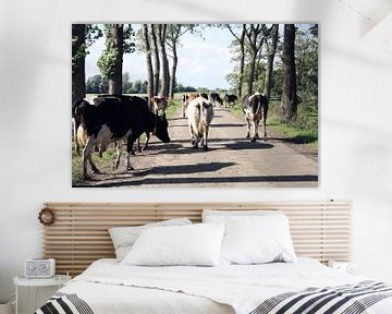 Overstekende koeien in Friesland van Jessica van den Heuvel