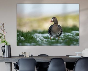 White-fronted Goose *Anser albifrons*