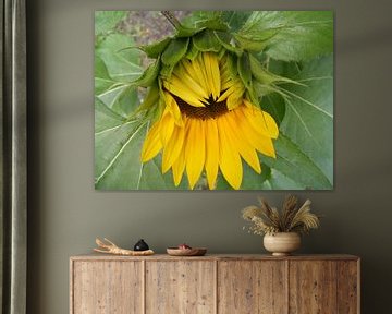 Sunflower von Mirjam van Ginkel