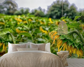 Het einde van het seizoen voor de zonnebloem. van Don Fonzarelli