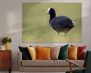 Eurasian Coot *Fulica atra* by wunderbare Erde