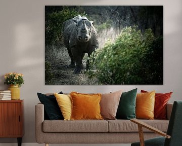 Rhinocéros noir sur Jasper van der Meij