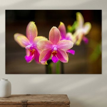 Orchidee