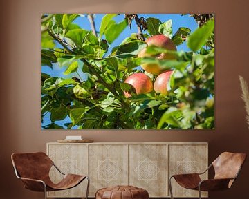 Red apples on an apple tree