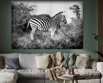 Zebra by Eric van den Berg