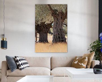 Olivenbäume von Jana Behr