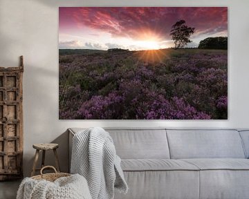 Sunset over Blooming Heath sur Rob Kints