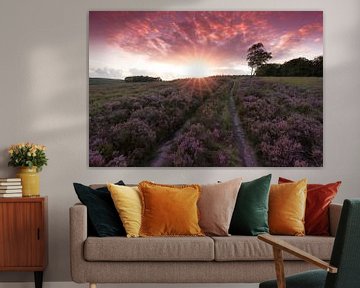 Heide in bloei op de Loenermark tijdens zonsondergang